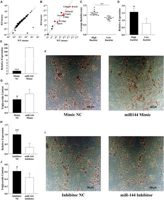 MiR-144-3p Targets FoxO1 to Reduce Its Regulation of Adiponectin and Promote Adipogenesis